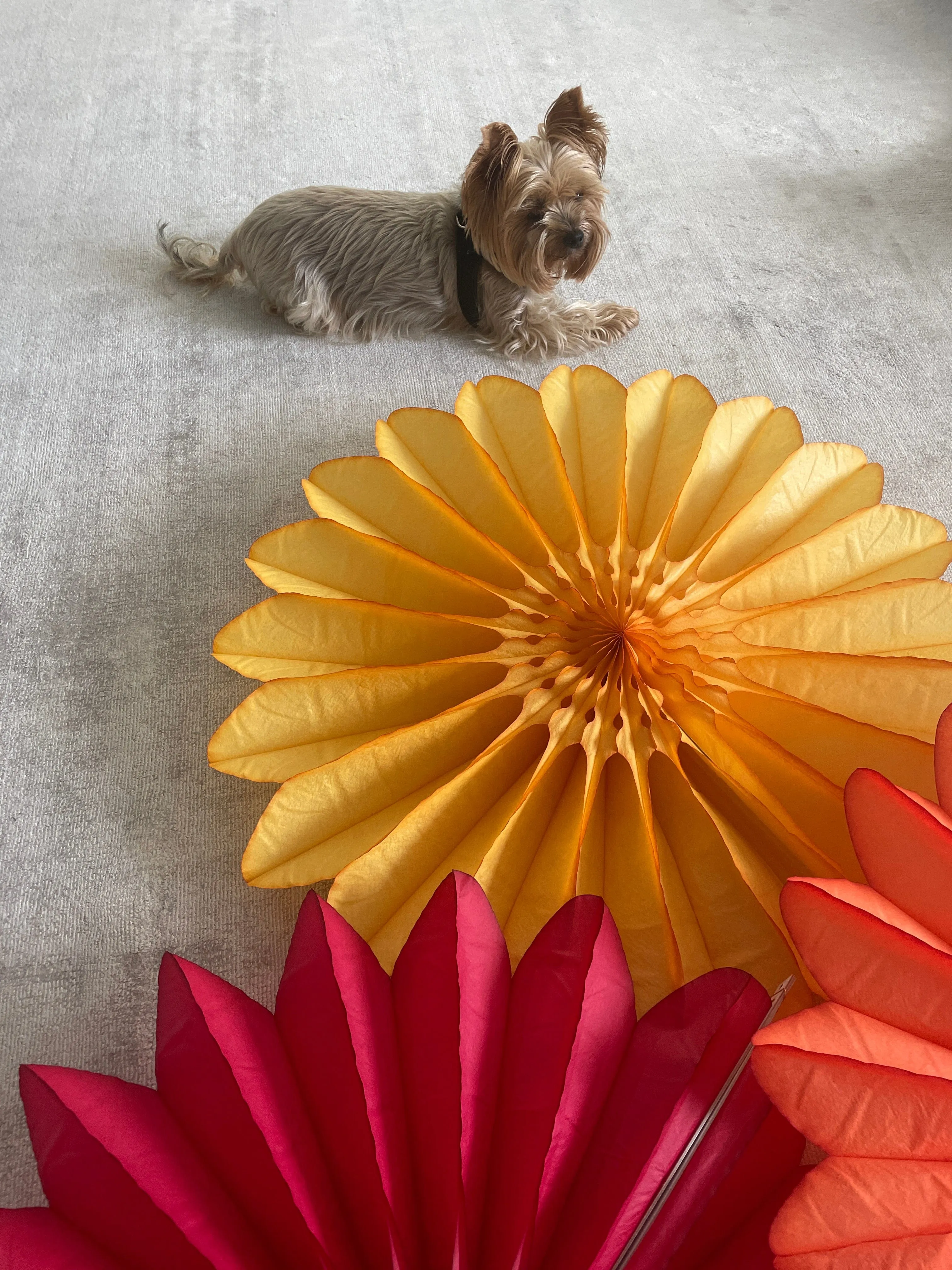 Paper fans - fall colours - party decoration set of 4 - orange yellow coral and deep red - 26" diamete