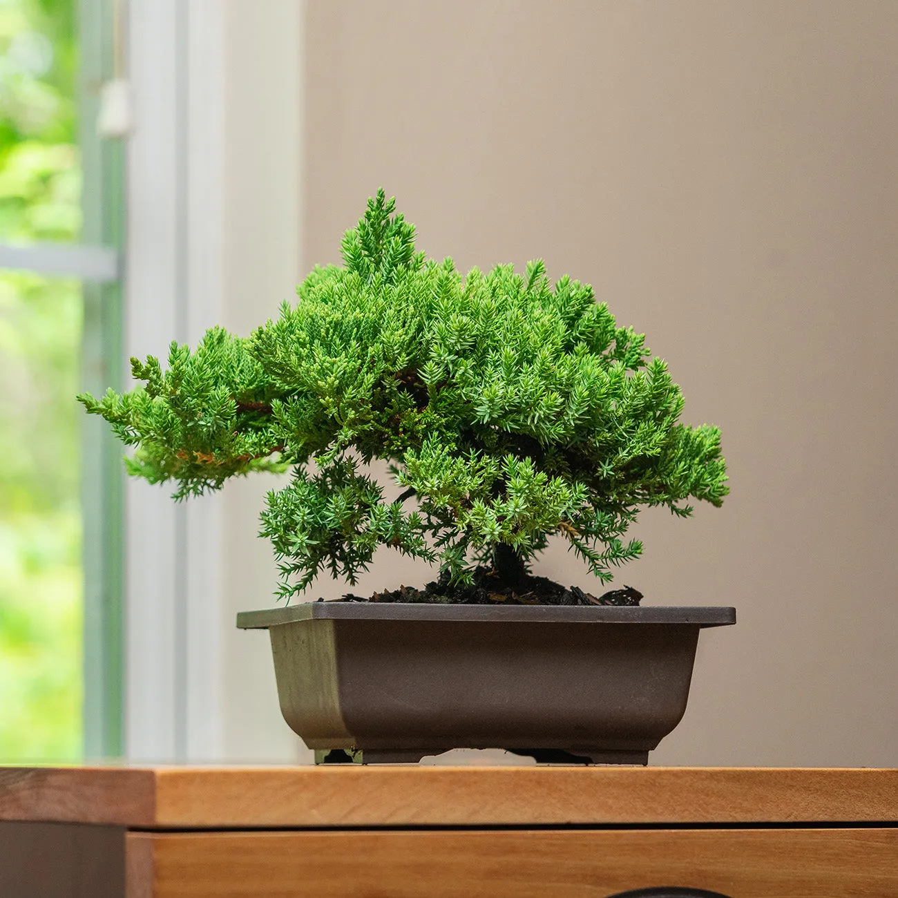 Procumbens Nana Juniper Bonsai Tree