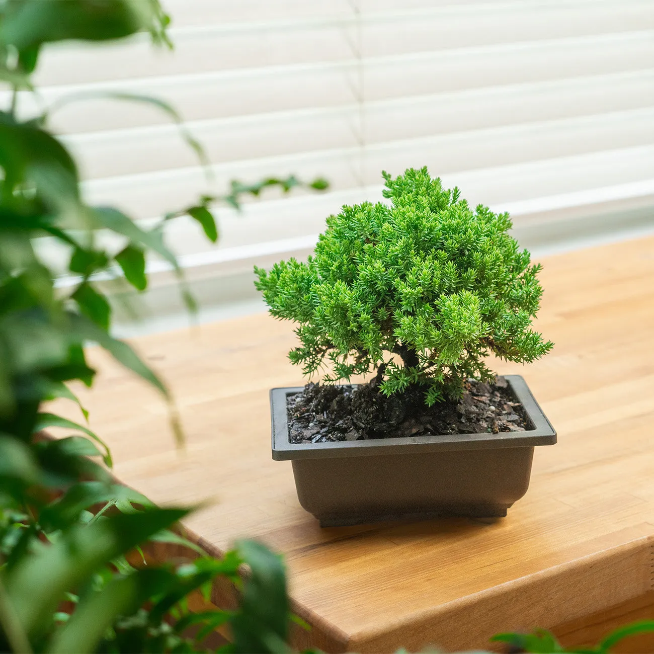 Procumbens Nana Juniper Bonsai Tree