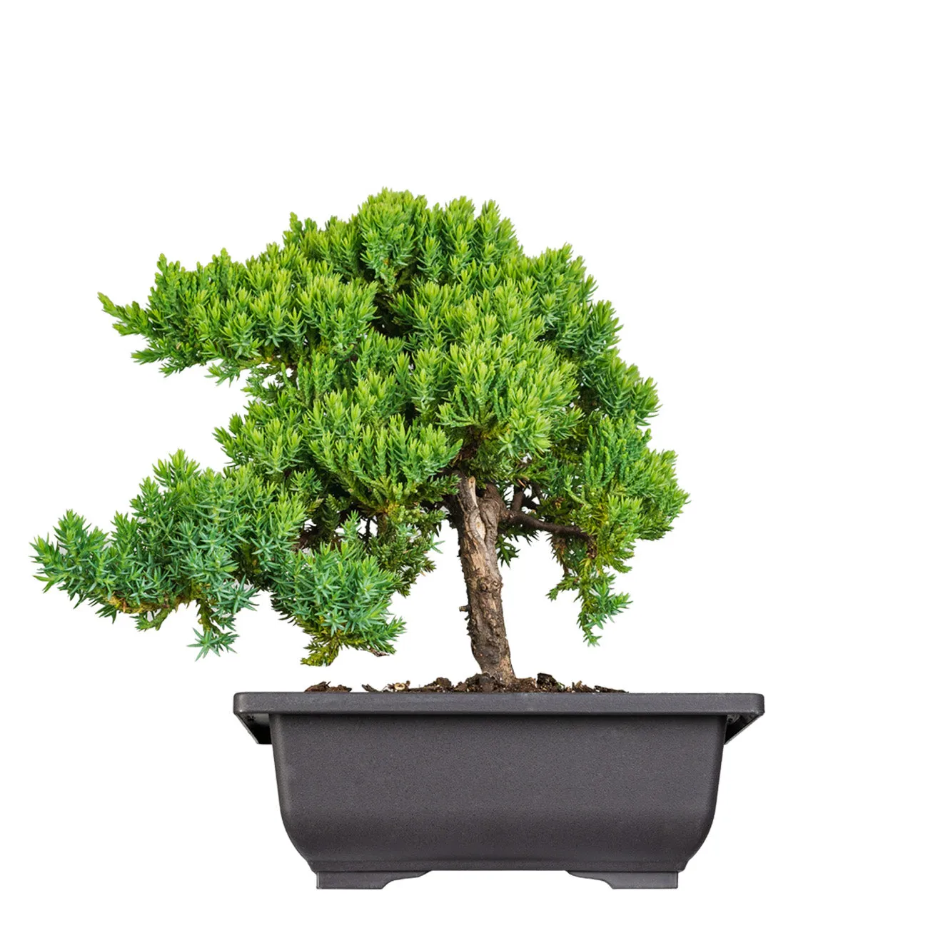 Procumbens Nana Juniper Bonsai Tree