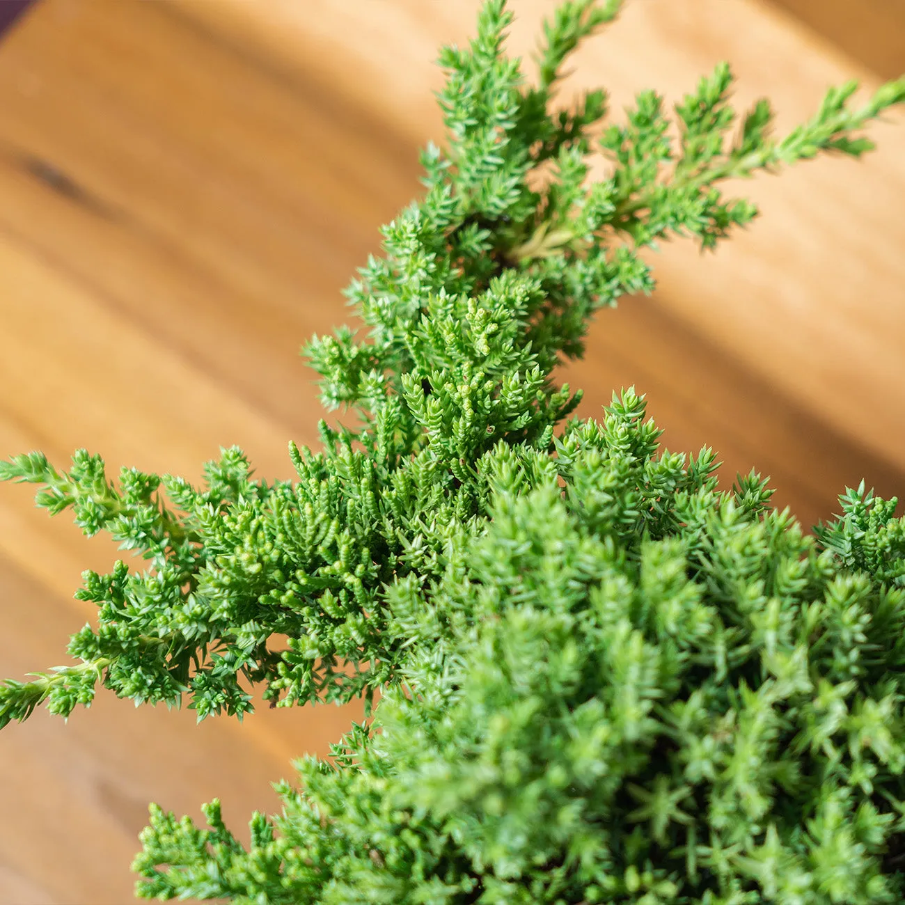 Procumbens Nana Juniper Bonsai Tree