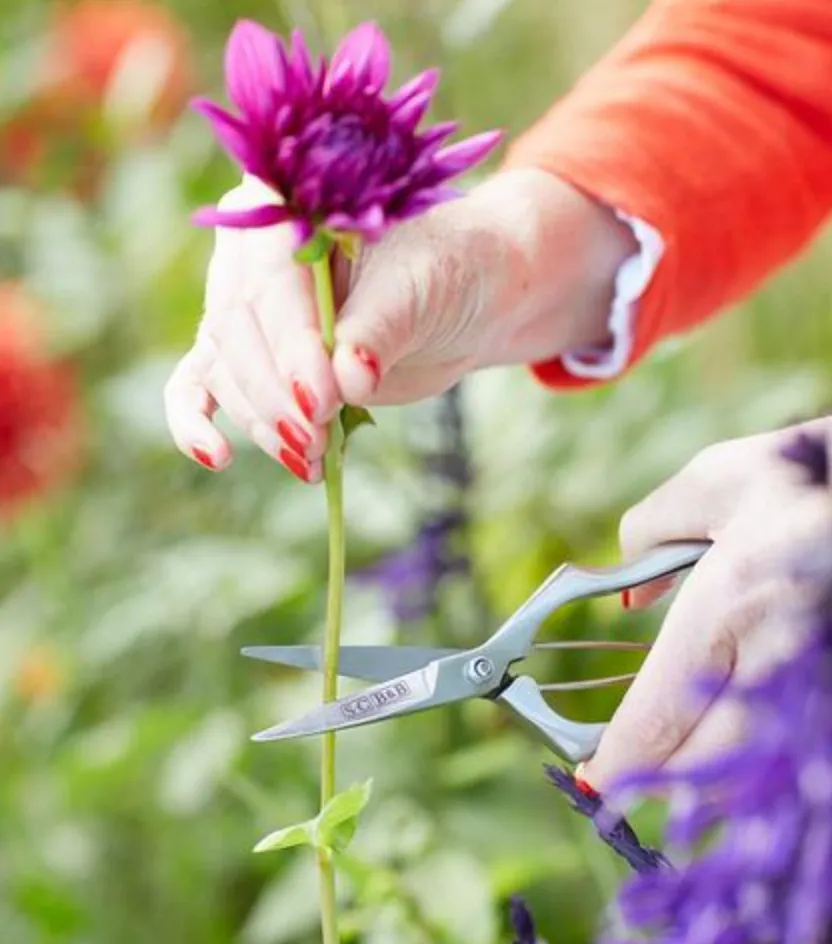 Sophie Conran Precision Secateurs