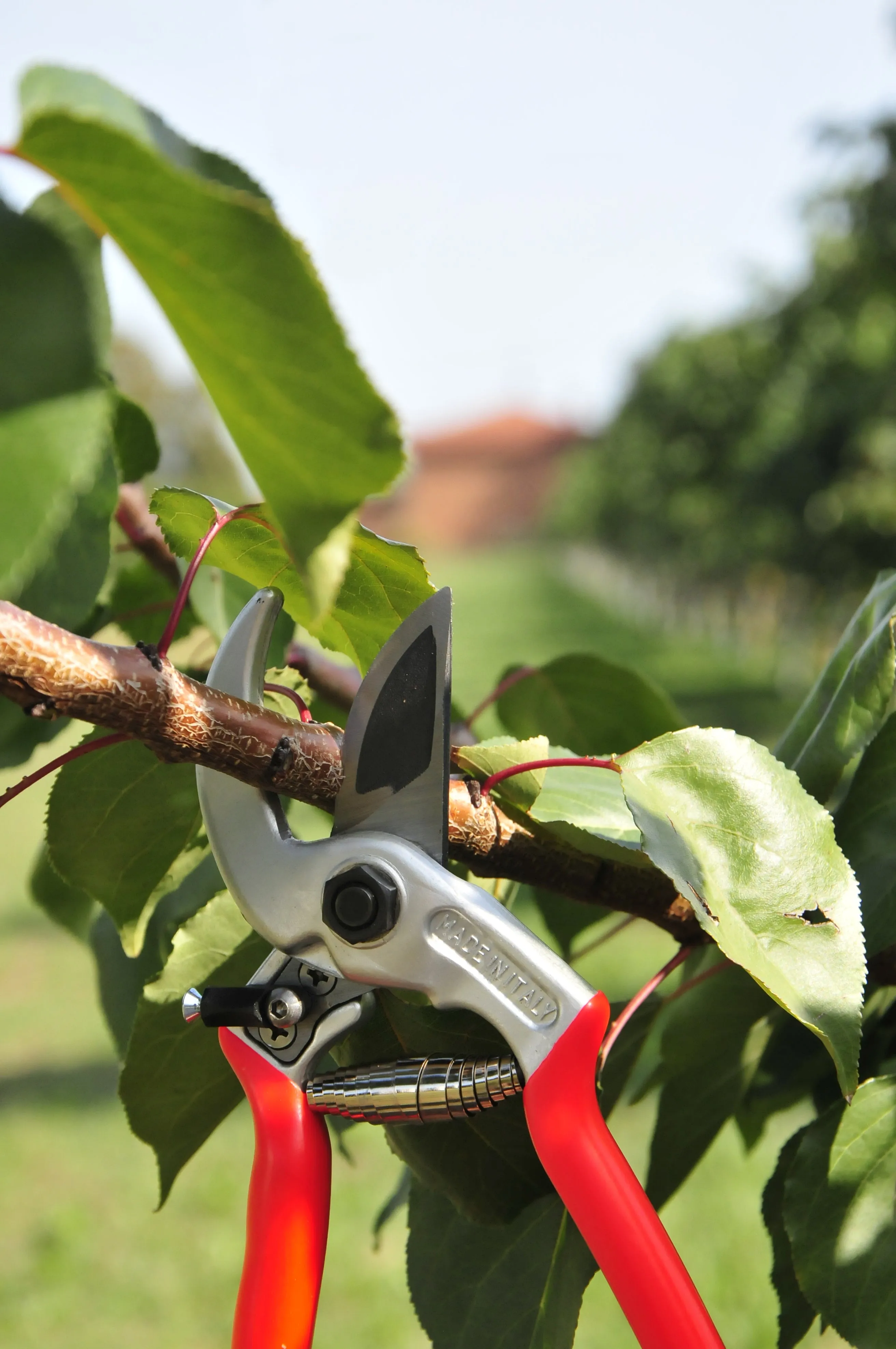 Universale Pruning Shears